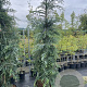 Sequoia s. 'Winter Blue' 200-225 cm cont. 55L extra