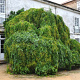 Styphnolobium j. 'Pendula' 120 cm stam cont. 90L extra