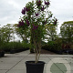 Syringa v. 'And. an Ludwig Späth' 125-150 cm cont. 230L solitair
