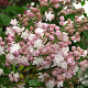 Syringa v. Beauty of Moscow 175-200 cm cont. 55L extra