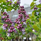 Syringa v. 'Katherine Havemeyer' 90 cm stam 15L