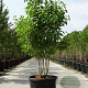 Syringa v. 'Mme Lemoine' 150-175 cm cont. 230L solitair