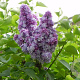 Syringa v. 'Michel Buchner' 100-125 cm cont. 180L solitair