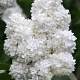 Syringa v. 'Souv. d'Alice Harding' 125-150 cm cont. 55L extra