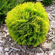 Thuja occ. 'Mirjam' 30-40 cm 6,5L
