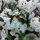 Viburnum 'Eskimo' 90 cm stam 15L