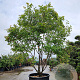 Acer pal. 'Kogane-nishiki' 300-350 cm container solitair 