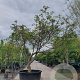 Acer japonicum 'Aconitifolium' 200-225 cm cont. 230L meerstammig
