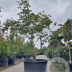 Acer japonicum 'Aconitifolium' 200-225 cm cont. 350L meerstammig solitair