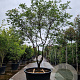 Acer japonicum 'Aconitifolium' 225-250 cm cont. 500L meerstammig solitair