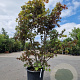 Acer pal. 'Bloodgood' 175-200 cm 50L