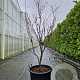Acer pal. 'Bloodgood' 175-200 cm container meerstammig