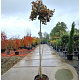 Acer pal. 'Bloodgood' 180 cm stam container 8-10