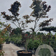 Acer pal. 'Bloodgood' 400-450 cm cont. 500L