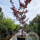 Acer pal. 'Bloodgood' 450-500 cm cont. 500L solitair