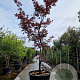 Acer pal. 'Bloodgood' 450-500 cm cont. 500L solitair