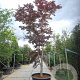Acer pal. 'Bloodgood' 500-550 cm container solitair