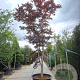 Acer pal. 'Bloodgood' 500-550 cm container solitair