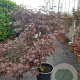 Acer pal. 'Fireglow' 150-175 cm container 