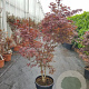 Acer pal. 'Fireglow' 150-175 cm container 
