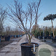 Acer pal. 'Fireglow' 150-175 cm container meerstammig