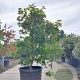 Acer pal. 'Osakazuki' 150-175 cm cont. 130L multi bol