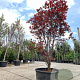 Acer pal. 'Red Flash' 250-300 cm container Multistam