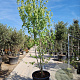 Acer rubrum 'Franksred' 250-300 cm container meerstammig 3 stam