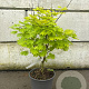 Acer shirasawanum 'Aureum' 40-50 cm 6L