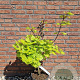 Acer shirasawanum 'Aureum' 40-50 cm 6L