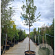 Acer tataricum ginnala 220 cm stam container 20-25