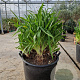 Agapanthus africanus GM 50L