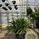 Agapanthus africanus GM 50L