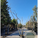 Albizia julibr. Ombrella 200-250 cm container meerstammig