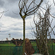 Albizia julibr. Ombrella 200 cm stam cont. 230L 18-20