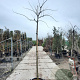 Albizia julibr. Ombrella 200 cm stam container 10-12 lei 150x120