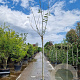 Albizia julibr. Ombrella 200 cm stam container 10-12 lei 150x120