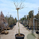 Albizia julibr. Ombrella 200 cm stam container 18-20 leiboom