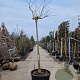 Albizia julibr. Ombrella 200 cm stam container 18-20 leiboom
