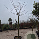 Albizia julibr. Ombrella 200 cm stam container 25-30