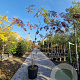 Albizia julibr. 'Summer Chocolate' 250-300 cm cont. 70L meerstammig