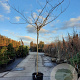 Albizia julibrissin 200 cm stam container 14-16 hoge lei