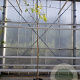 Albizia julibrissin 200 cm stam container 6-8
