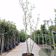 Albizia julibrissin 350-400 cm container meerstammig