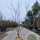 Amelanchier lamarckii 150-175 cm 25L