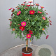 Argyranthemum frutescens GM P19