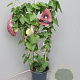 Aristolochia grandiflora 60-80 cm 4,5L