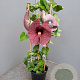 Aristolochia grandiflora 60-80 cm 4,5L