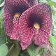 Aristolochia grandiflora 60-80 cm 4,5L