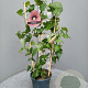Aristolochia grandiflora 60-80 cm 4,5L